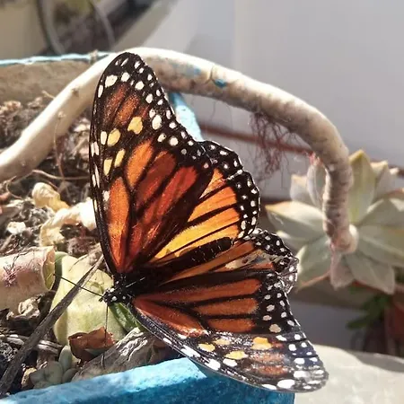 La Azotea