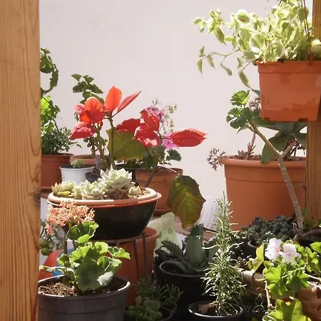 Homestay La Azotea Las Palmas de Gran Canaria